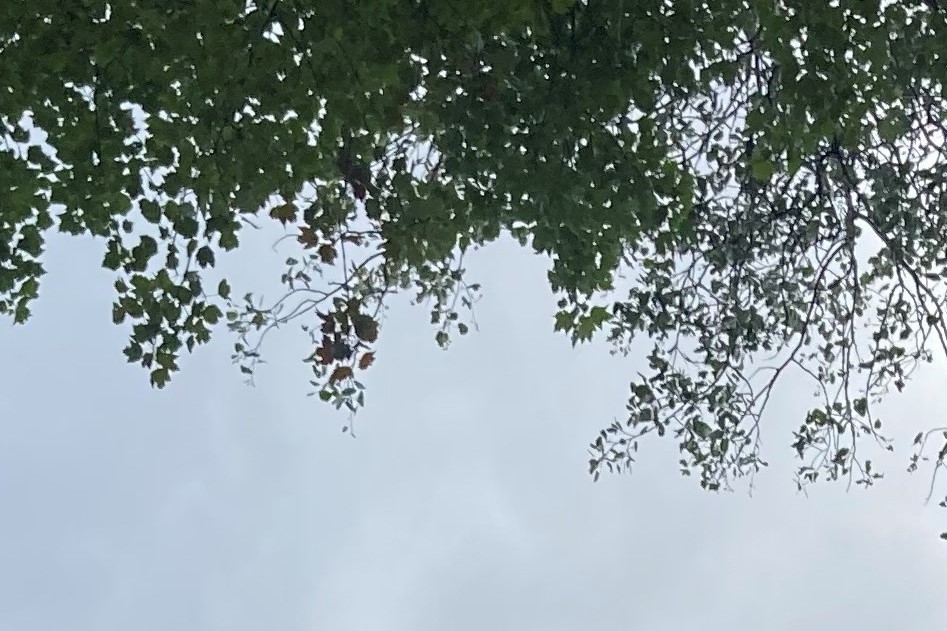 Upward look of tree branches outlining a blue cloudy sky