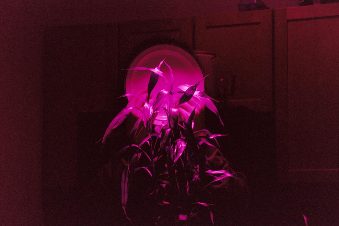 A purple-hued film photograph. Someone's face is hidden behind a plate, partially covered by a plant.